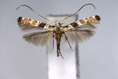 Gibbovalva urbana