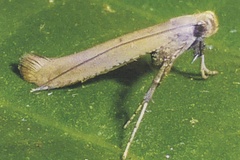 Caloptilia roscipennella