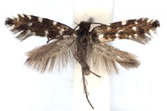 Callisto coffeella