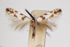 Phyllonorycter chiclanella