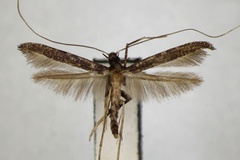 Caloptilia kadsurae