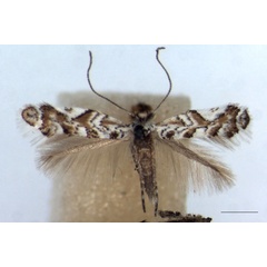 /filer/webapps/moths_gc/media/images/H/helianthemella_Triberta_PLT_064_ZMHB_LR.jpg