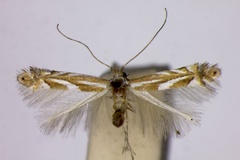 Phyllonorycter tenuistrigata