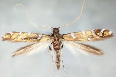 Dialectica imperialella