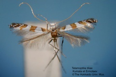 Telamoptilia tiliae