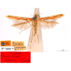 /filer/webapps/moths_gc/media/images/A/ageta_Macarostola_HT_ANIC.jpg