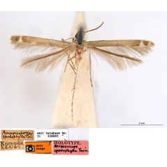 /filer/webapps/moths_gc/media/images/S/spodophylla_Acrocercops_ST_ANIC.jpg