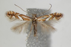 Phyllonorycter mespilella