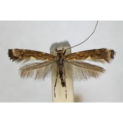 /filer/webapps/moths_gc/media/images/P/phasianipennella_Calybites_A_ZSM_2.jpg