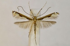 Cryptolectica monodecta