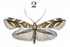 Phyllonorycter amyotella