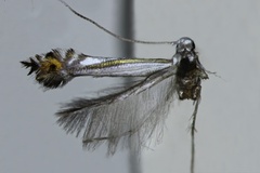Phyllocnistis aurilinea