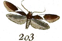 Caloptilia upupaepennella
