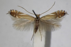 Phyllonorycter scitulella