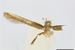 Caloptilia aeneocapitella