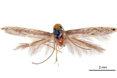 Epicephala nephelodes