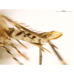 /filer/webapps/moths_gc/media/images/B/breynella_Diphtheroptila_PT4_abdomen_ANIC_O2yEcoA.jpg