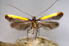 Caloptilia isochrysa
