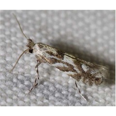 /filer/webapps/moths_gc/media/images/P/pastorella_Phyllonorycter_A_van-Roosmalen_2017_45.jpg