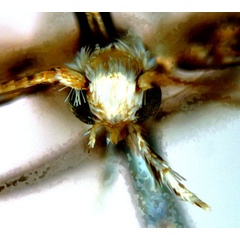 /filer/webapps/moths_gc/media/images/L/labyrinthica_Stomphastis_AF2_head1_ANIC.jpg