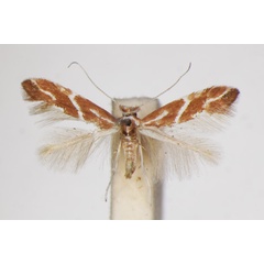 /filer/webapps/moths_gc/media/images/M/millierella_Phyllonorycter_A_ZSM_5.jpg