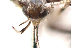 Dialectica odontosema