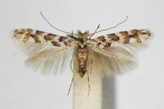 Phyllonorycter populifoliella