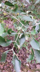 /filer/webapps/moths_gc/media/images/E/emberizaepennella_Phyllonorycter_host-plant_Craves_2017_3.jpg