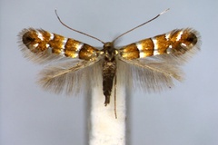 Phyllonorycter klemannella