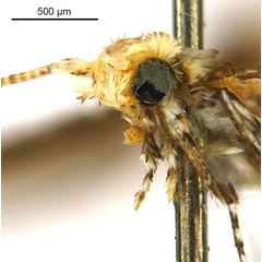 /filer/webapps/moths_gc/media/images/E/eubenangee_Polydema_HT_head2_De-Prins-etal_2025_234.jpg