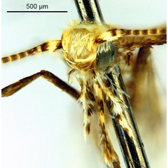 /filer/webapps/moths_gc/media/images/M/mallota_Polydema_HT_head1_ANIC.jpg
