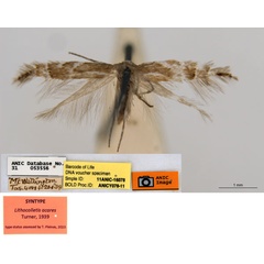 /filer/webapps/moths_gc/media/images/A/acares_Aristaea_ST2_ANIC.jpg