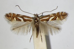 Phyllonorycter blancardella