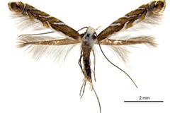 Parectopa melanoxyla