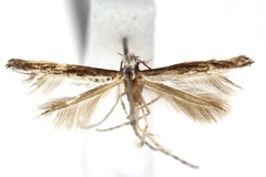 Stomphastis thraustica