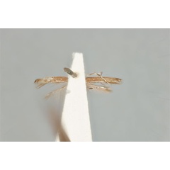 /filer/webapps/moths_gc/media/images/T/tristaniae_Acrocercops_ST_ANIC31-087281_ventral.jpg