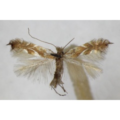 /filer/webapps/moths_gc/media/images/E/endryella_caudiferella_Phyllonorycter_A_ZSM.jpg