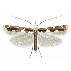 /filer/webapps/moths_gc/media/images/N/nitidula_Gracillaria_HT_Stainton_10-9.jpg