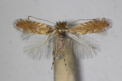 Phyllonorycter delitella