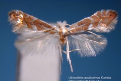 Phyllonorycter acutissimae