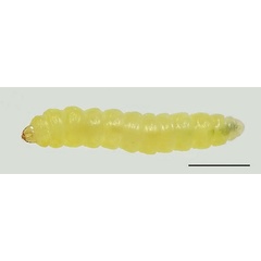 /filer/webapps/moths_gc/media/images/B/baranchikovi_Micrurapteryx_Larva__Kirichenko-et-al_2021_147.jpg