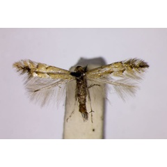 /filer/webapps/moths_gc/media/images/H/haasi_Phyllonorycter_A_BMNH.jpg