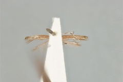 Acrocercops tristaniae