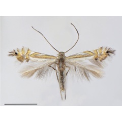 /filer/webapps/moths_gc/media/images/F/furcata_Phyllocnistis_HT_Cerdena-et-al_2020_127.jpg