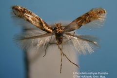 Phyllonorycter ostryae