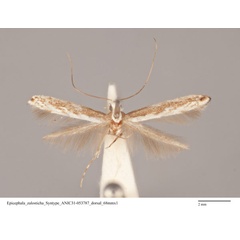 /filer/webapps/moths_gc/media/images/Z/zalosticha_Epicephala_PLT_ANIC31-053787_dorsal.jpg