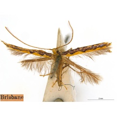 /filer/webapps/moths_gc/media/images/P/pyrochroma_Cuphodes_PLT_ANIC.jpg