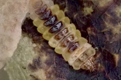 Cameraria ohridella