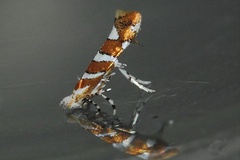 Cameraria melhaniella