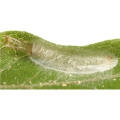 /filer/webapps/moths_gc/media/images/A/anthobaphes_Caloptilia_pupa_Eiseman_2025_.1862.jpg